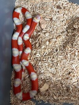 Korálovka nelsonova / Lampropeltis triangulum nelsoni - 1