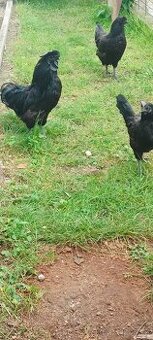Ayam Cemani a hedvabničky