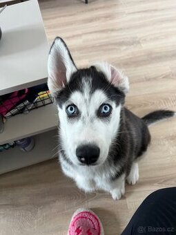 sibiřský husky