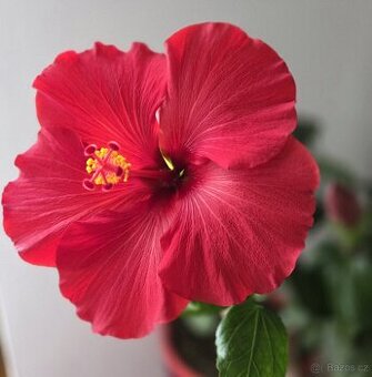 Ibišek Longiflora Red - 1