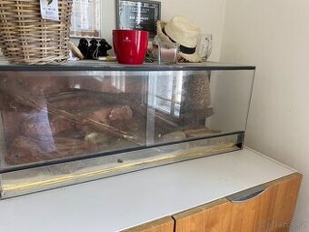 Terarium pro agamu