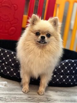 Pomeranian Cream sable