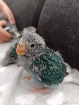 Kakariki