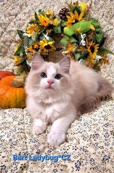 Ragdoll s PP