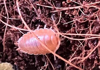 Stínky, isopody porcellino laevis “orange”