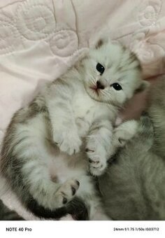 Whiskas kotatka stříbrná