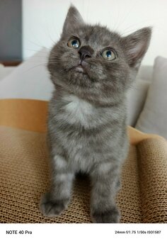 Whiskas kotatka stříbrná