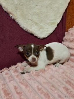 ČIVAVA KRÁTKOSRSTÁ PEJSEK ČOKOBILÝ