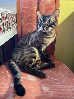 Bengálský kocourek