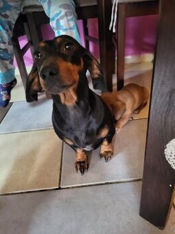 Jezevčík standard x Jezevčík trpasličí pejsek