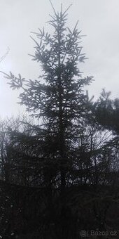 Velký vánoční stromek