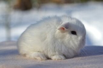 Sameček minilop Chuck - 1