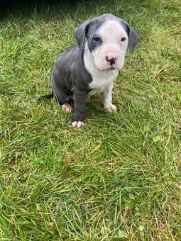 American Bully - 1