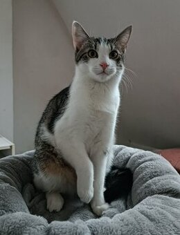 PINĎA - to kastrovaný kocourek cca 7 měsíců