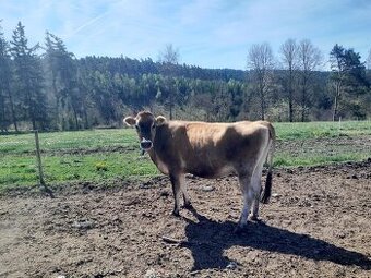 Kráva Jersey A2A2