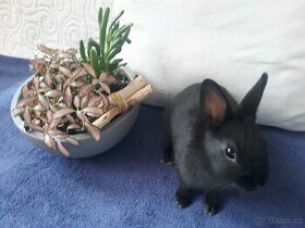 Mini zakrsly králík vhodný pro hop