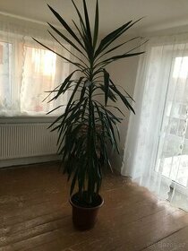Pokojová rostlina - palma yuka (juka) - 1