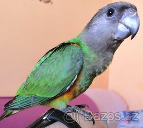 Ochočený papoušek senegalský