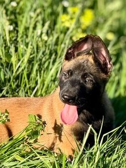 BELGICKÝ OVČÁK MALINOIS