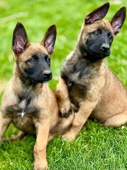 BELGICKÝ OVČÁK MALINOIS