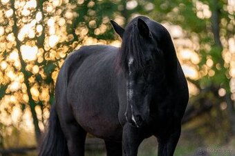Mohutnější všestranná klisna, i pro juniora - spěchá