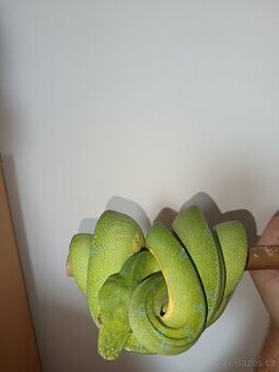 1.0 Morelia viridis sorong F1 - 1
