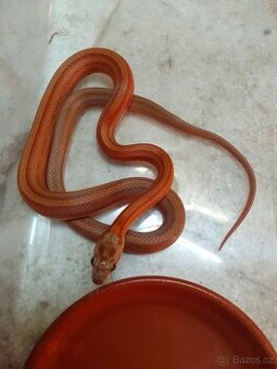 Elaphle Guttata Bloodred striped