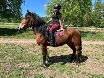 Chladnokrevná klisna, 11 let, 163 cm