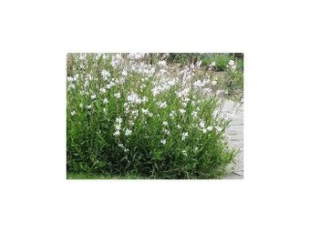 Gaura/svíčkovec bílý