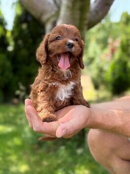 Cavapoo psik