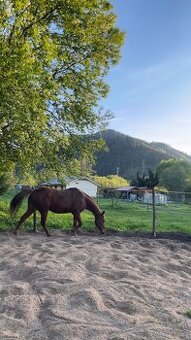 KÚPIM KOBYLU APH