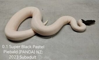 Krajta královská subadult a adult
