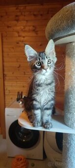 Mainská mývalí koťátka s PP