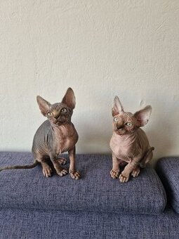 Kanadský sphynx bez PP