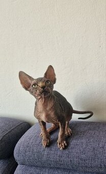 Kanadský sphynx bez PP
