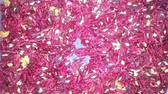 Ořechy vlašské červené