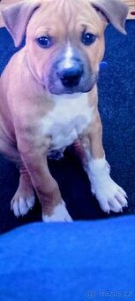 Prodám pejska amstaffa 3 měsíčního