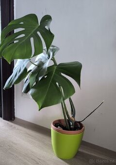 Monstera