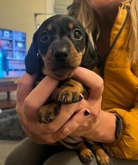 Trpasličí jezevčík