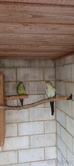 Papoušek horský modrý