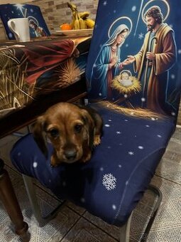 Jezevčík dlouhosrstý