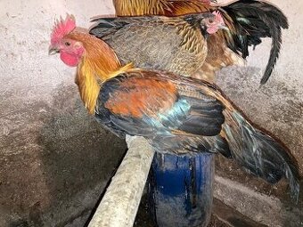 kohout česká zlatá kropenka