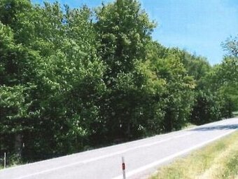 Prodej lesního pozemku - Čížkov - 1