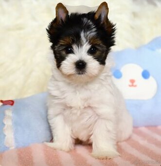 Biewer Jorkšírský teriér s pp - fenečky