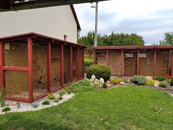 agapornis fischeri s  /DNA/ Jižní čechy