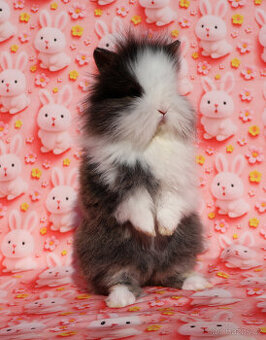 Zakrslí krátkouchý králíčci lvíčci klučíci s VP .LOT