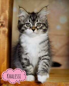 Sibiřská kočka s PP
