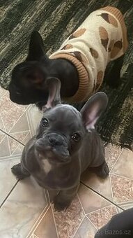 Francouzky buldoček fenecka