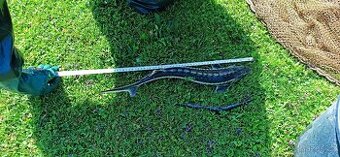 Jeseter Ruský a Sibiřský - 1