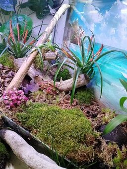 Paludarium - terarium